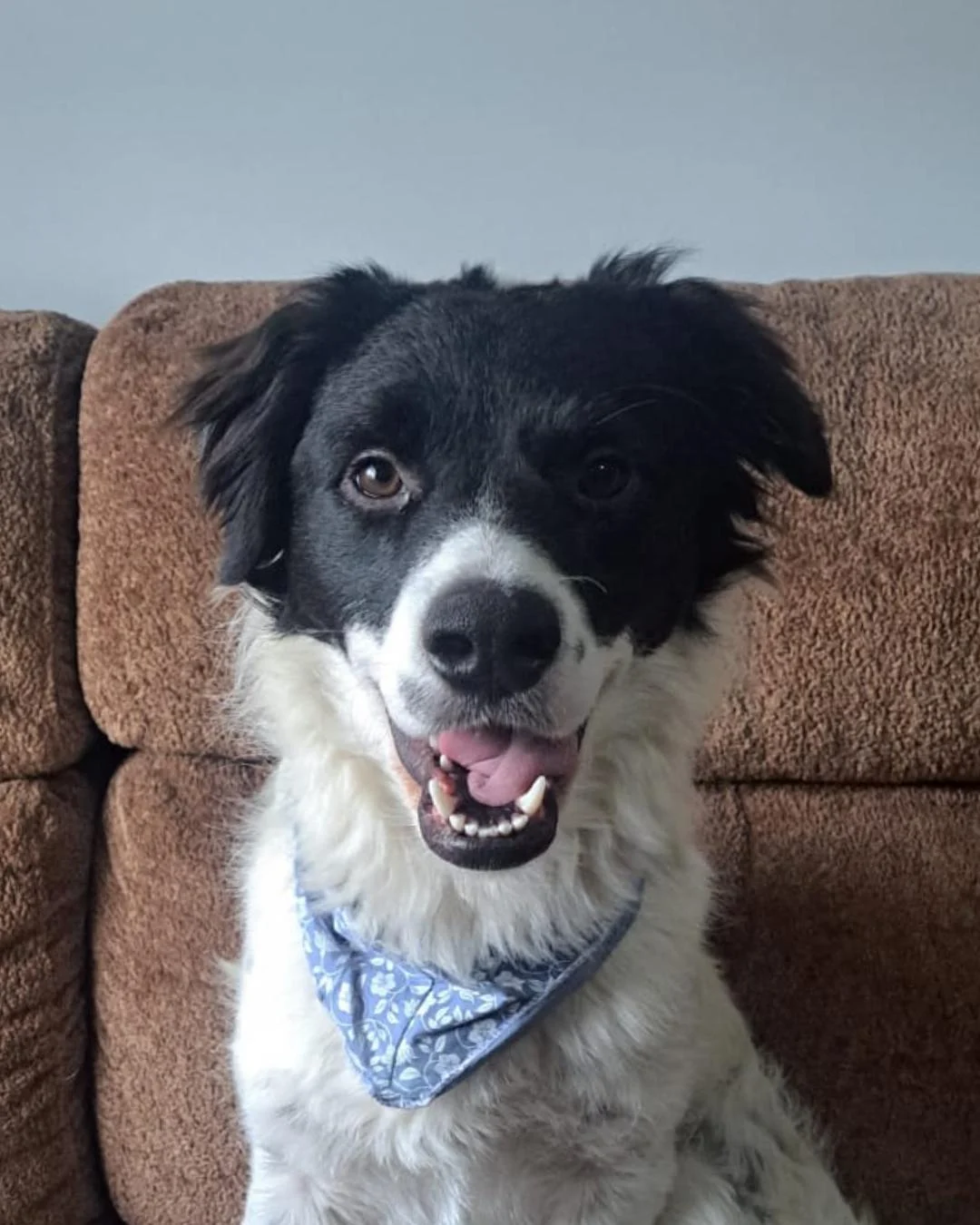 Família pede ajuda da população para encontrar tutor de cachorrinho perdido próximo a Matergi