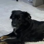 Família pede ajuda para encontrar cachorrinha perdida