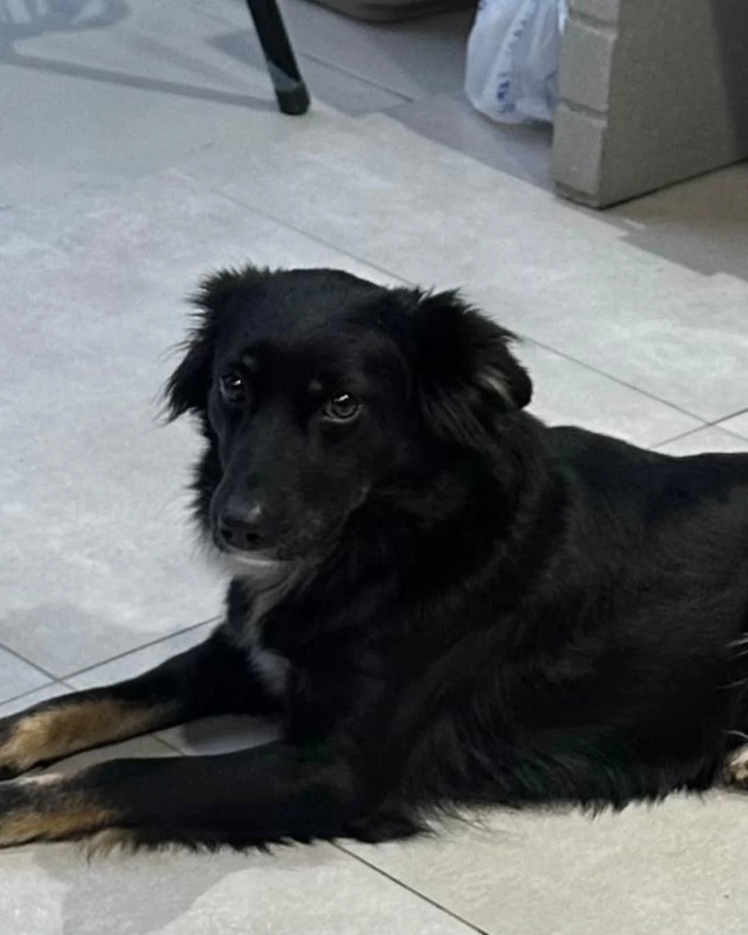 Família pede ajuda para encontrar cachorrinha perdida