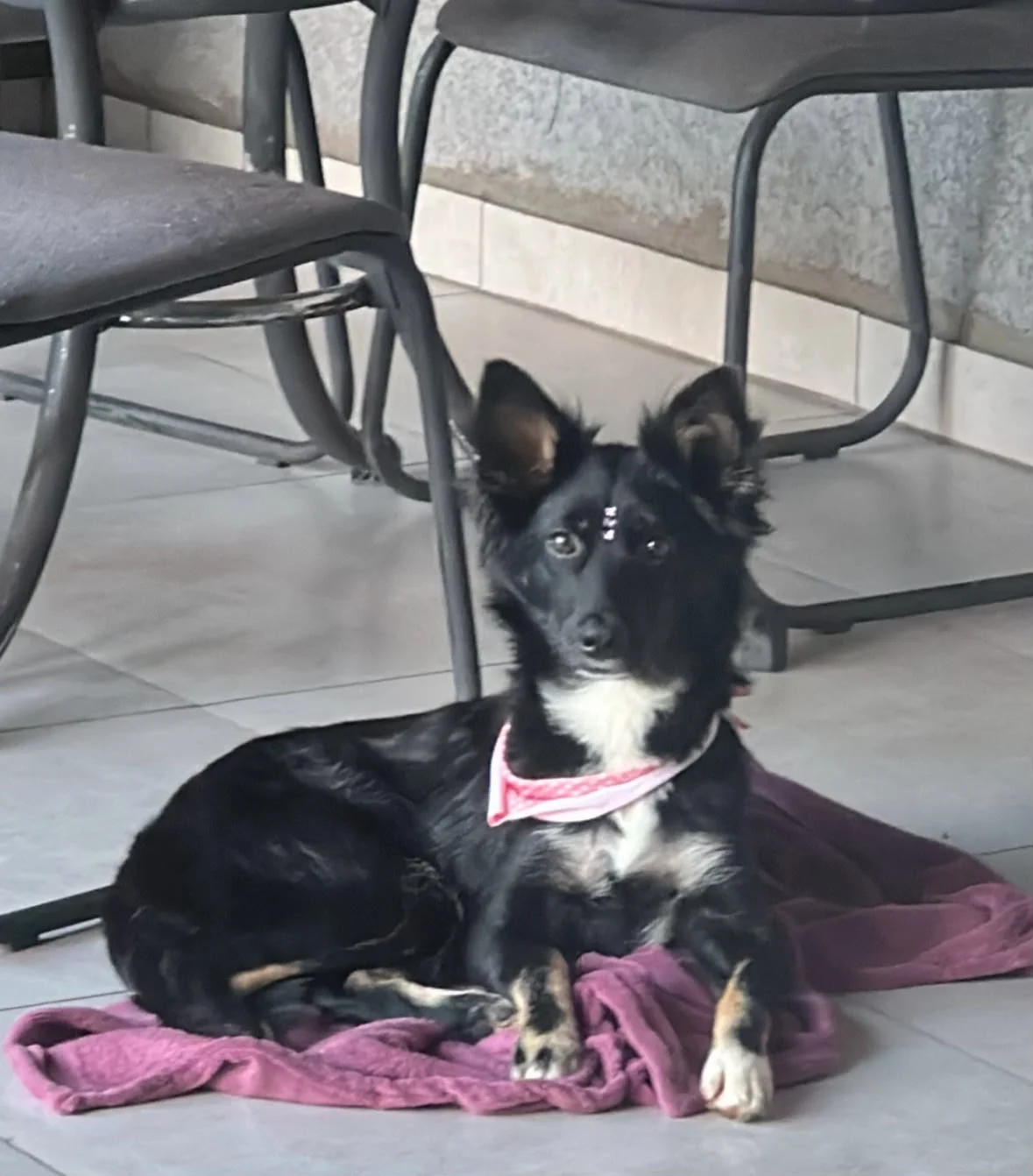 Família pede ajuda para encontrar cachorrinha perdida