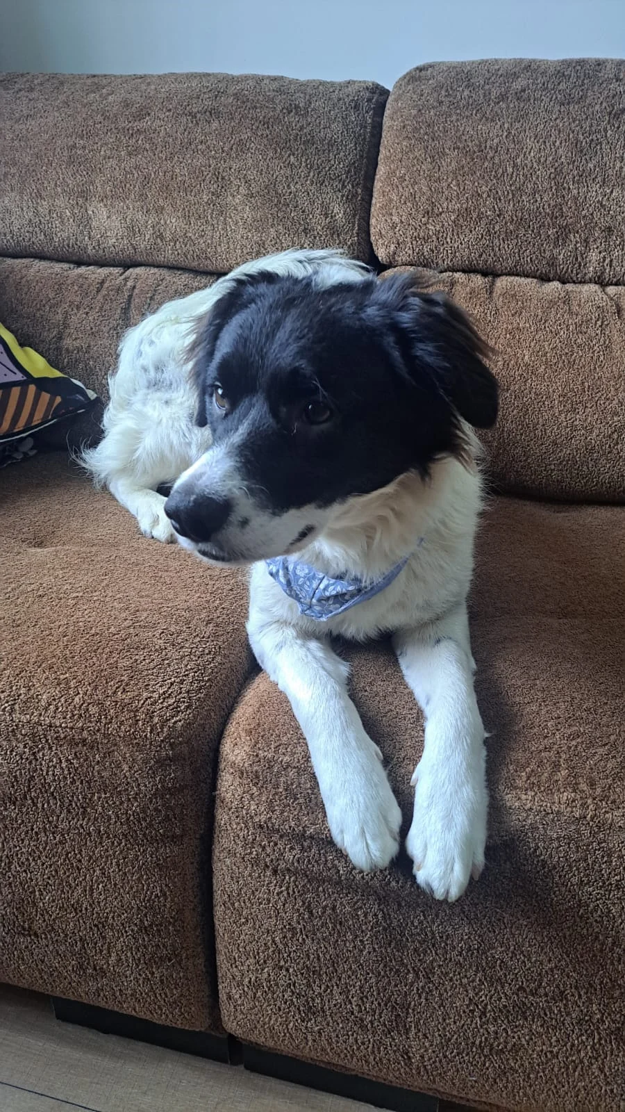 Família pede ajuda da população para encontrar tutor de cachorrinho perdido próximo a Matergi Família pede ajuda da população para encontrar tutor de cachorrinho perdido próximo a Matergi