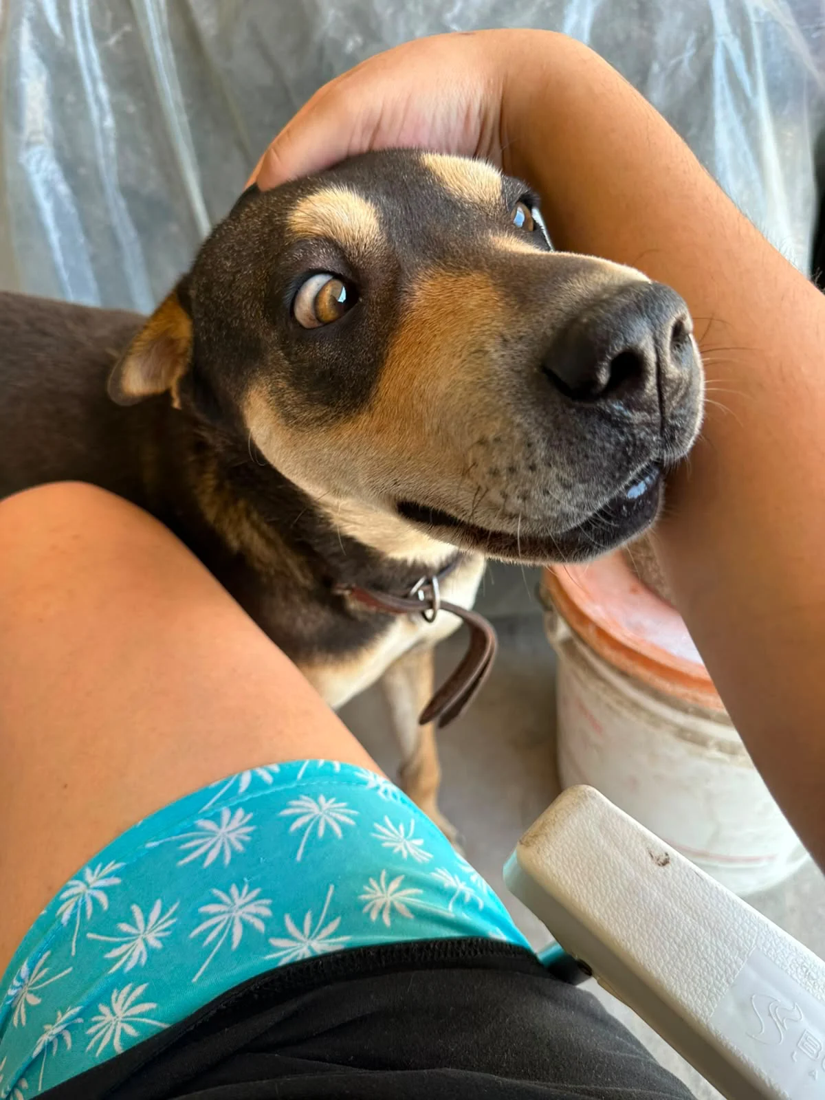 Tutora pede ajuda para encontrar cachorrinha desaparecida no Campia da Barra