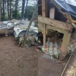 Matergi apoia campanha para arrecadar materiais e recursos para reforma de casinhas de cães resgatados