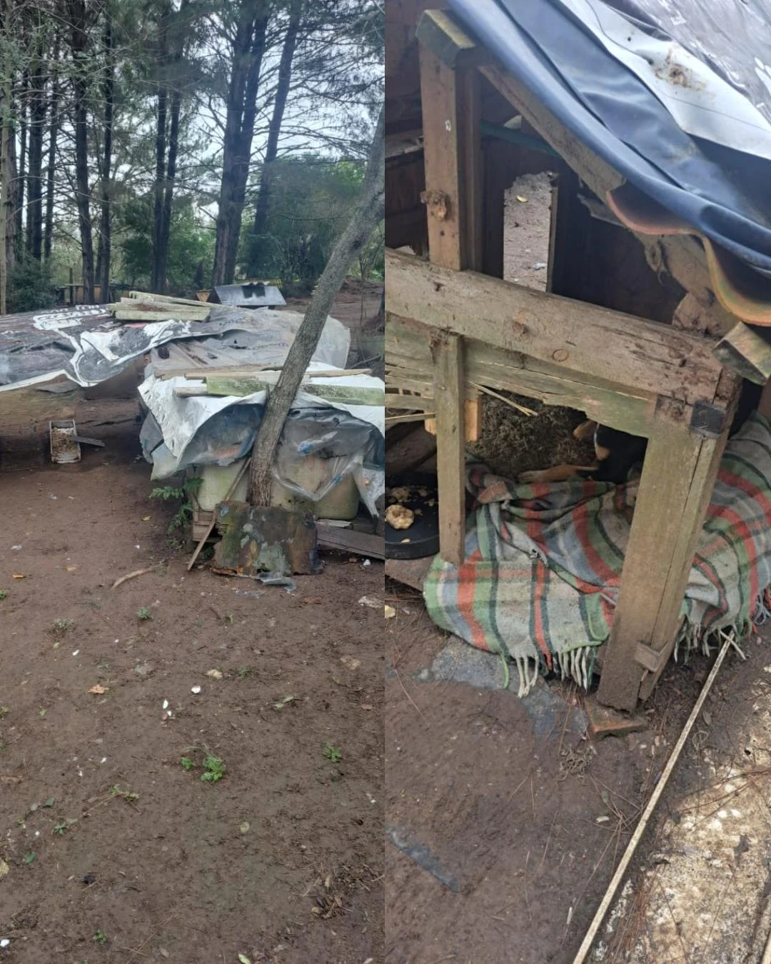 Matergi apoia campanha para arrecadar materiais e recursos para reforma de casinhas de cães resgatados