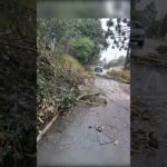 Chuva forte e vendaval derruba árvore em estrada de Guajuvira