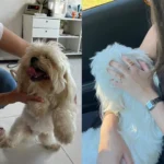Moradora encontra cãozinho perdido próximo a panificadora Sonho Real e está a procura do tutor