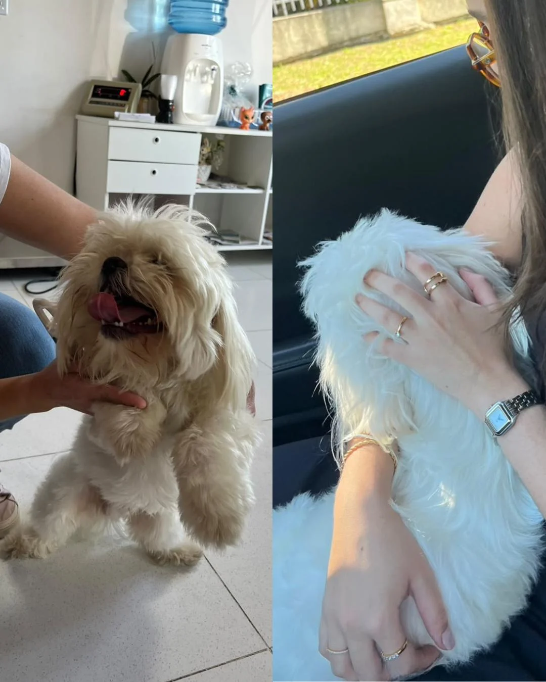 Moradora encontra cãozinho perdido próximo a panificadora Sonho Real e está a procura do tutor
