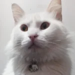 Moradora está a procura do tutor de gatinho branco encontrado próximo ao Detran