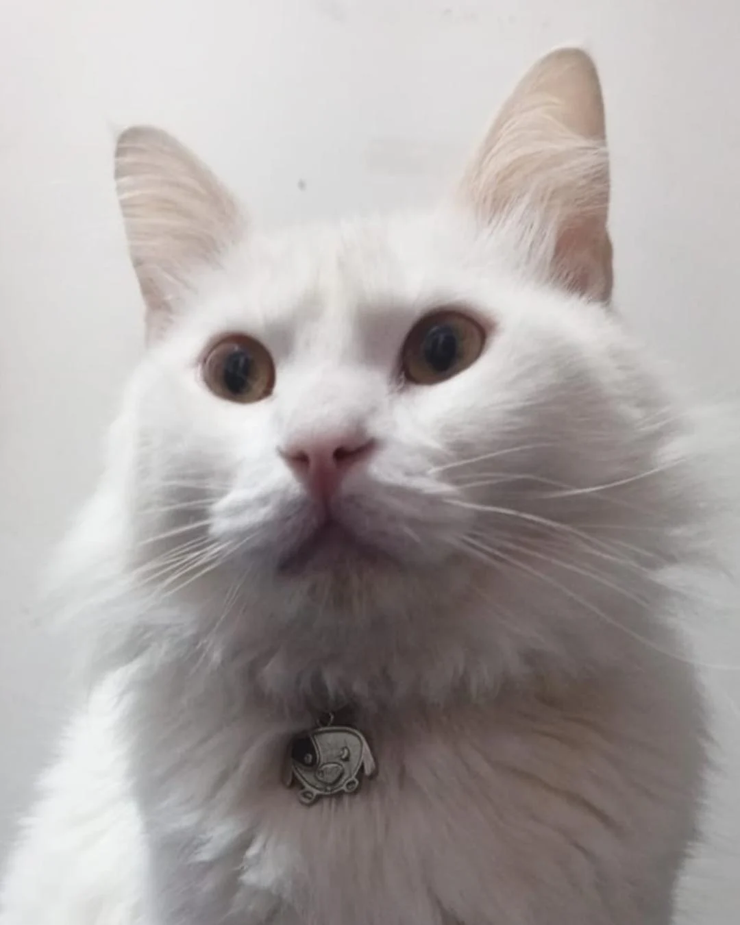 Moradora está a procura do tutor de gatinho branco encontrado próximo ao Detran