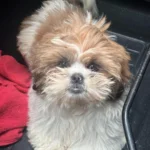 Tutor pede ajuda para encontrar cachorrinho que desapareceu no Jardim Plínio