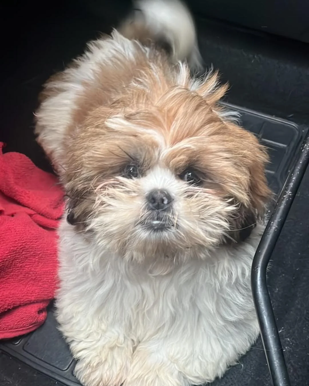 Tutor pede ajuda para encontrar cachorrinho que desapareceu no Jardim Plínio
