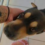 Tutora pede ajuda para encontrar cachorrinha desaparecida no Campia da Barra