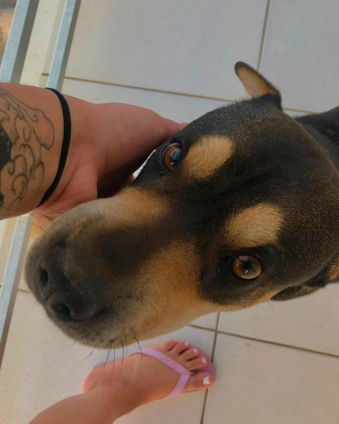 Tutora pede ajuda para encontrar cachorrinha desaparecida no Campia da Barra