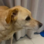 Você viu a Kendra? Família está à sua procura