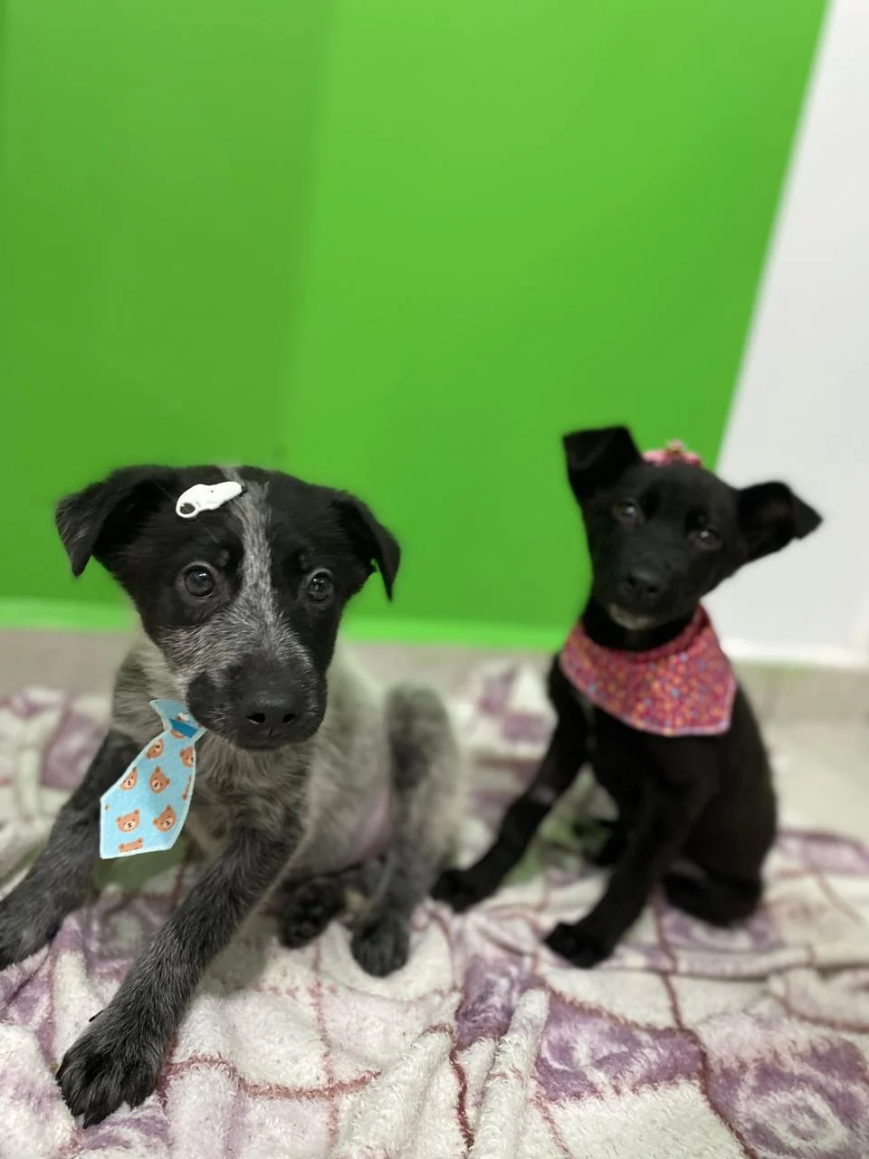 Studio Pet recebe feira de adoção da ONG Salvando Dogs nesta sexta (7) e sábado (8) Studio Pet recebe feira de adoção da ONG Salvando Dogs nesta sexta (7) e sábado (8)