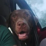 Ajude a achar o labrador Bruno que desapareceu na divisa entre Araucária e Contenda