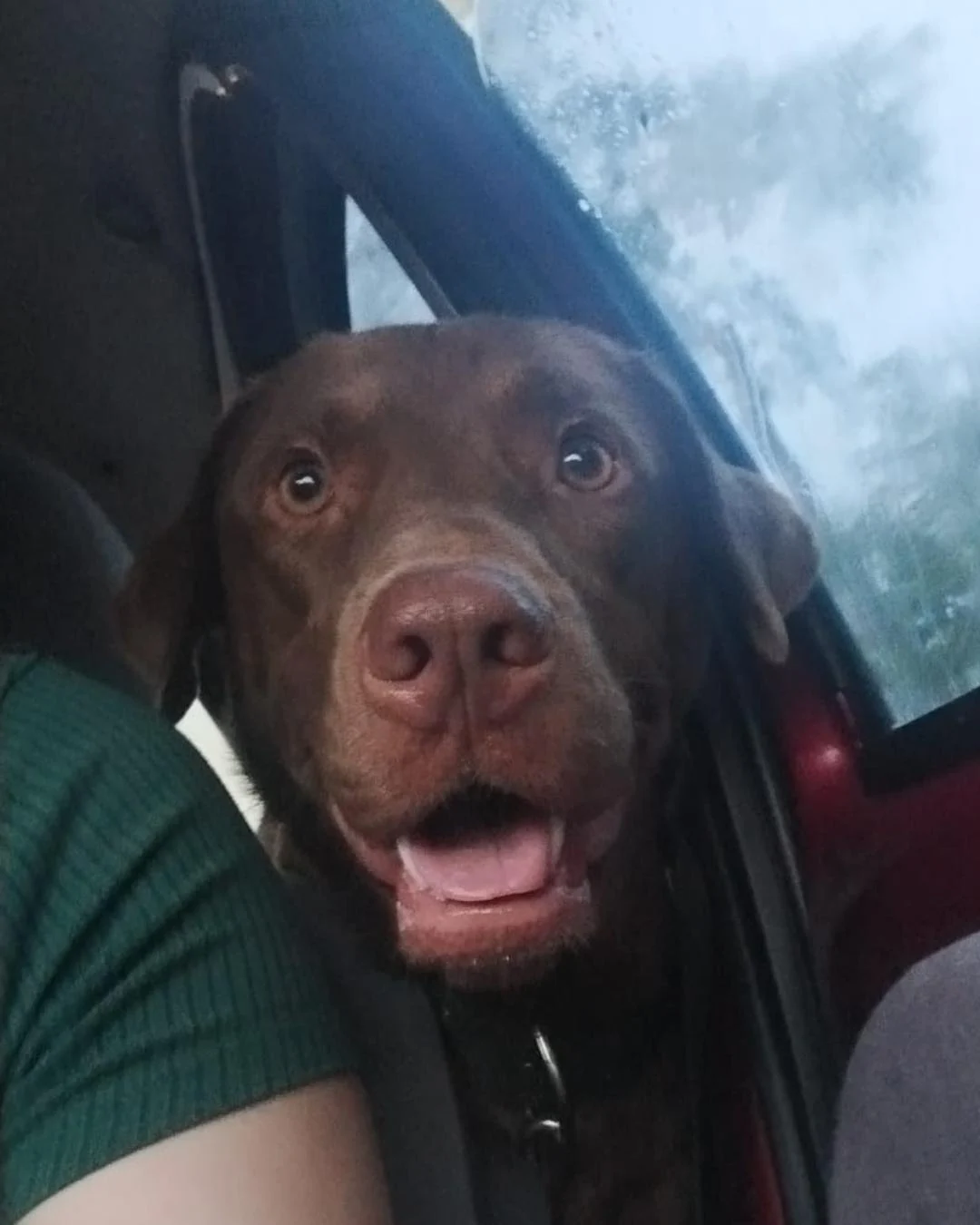 Ajude a achar o labrador Bruno que desapareceu na divisa entre Araucária e Contenda