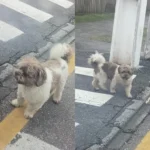 Ajude a achar o Siricutico! Tutores procuram por cachorro perdido no Costeira