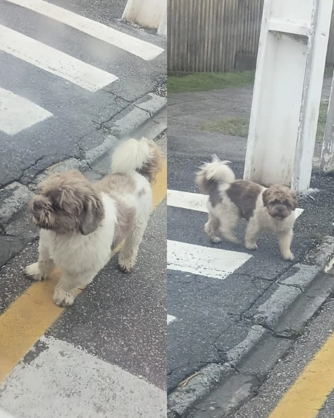 Ajude a achar o Siricutico! Tutores procuram por cachorro perdido no Costeira