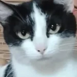 Ajude a encontrar a gatinha Kiara que desapareceu no bairro Costeira
