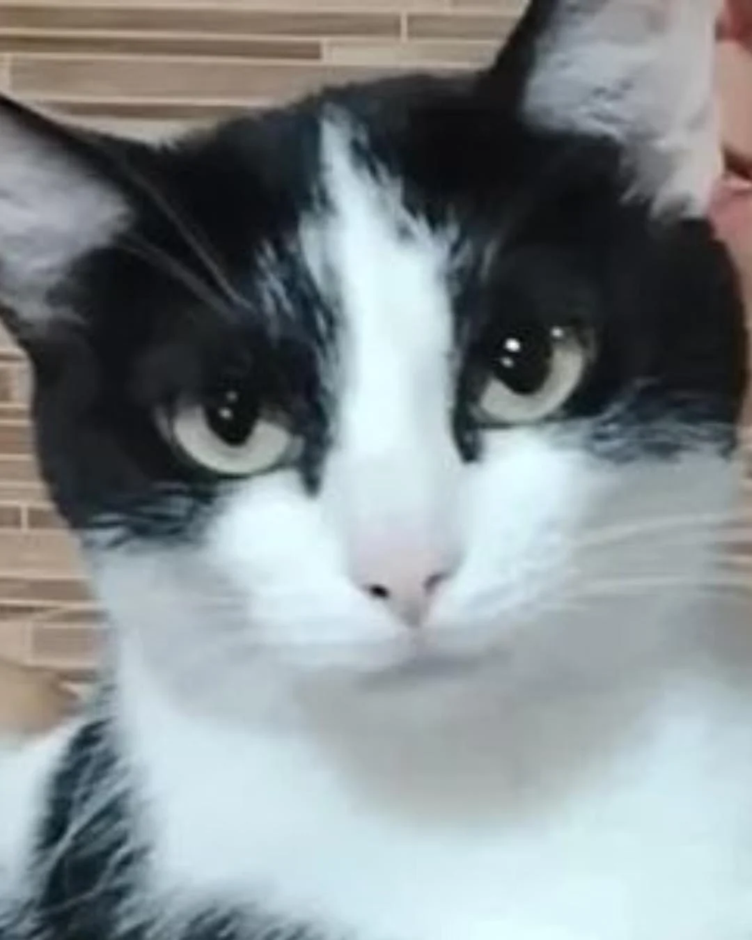 Ajude a encontrar a gatinha Kiara que desapareceu no bairro Costeira
