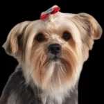Ajude a encontrar cachorrinho Romeu desaparecido no Capela Velha