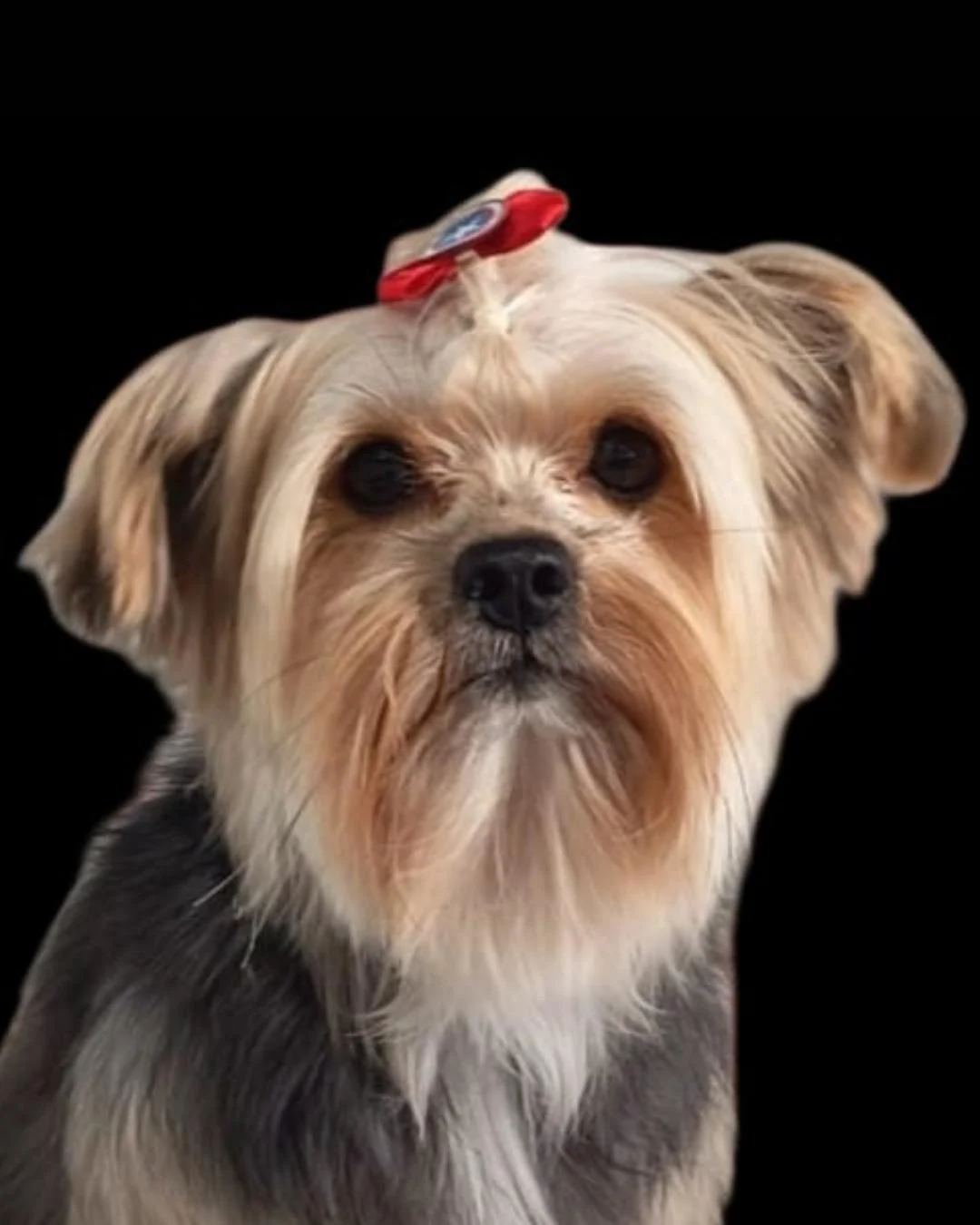 Ajude a encontrar cachorrinho Romeu desaparecido no Capela Velha