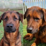Ajude a encontrar o cachorrinho Bernardo desaparecido nas proximidades do posto Tio Zico