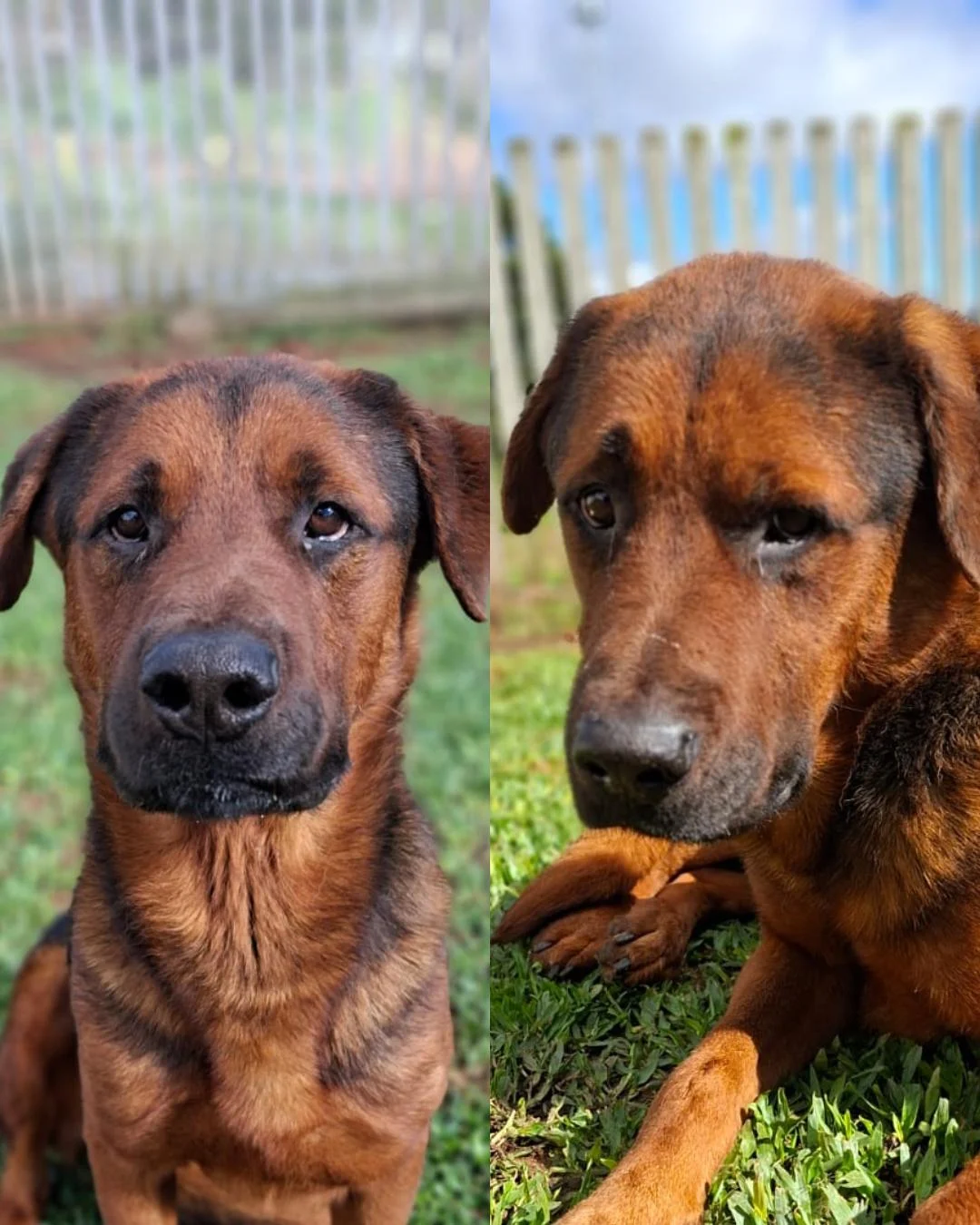 Ajude a encontrar o cachorrinho Bernardo desaparecido nas proximidades do posto Tio Zico