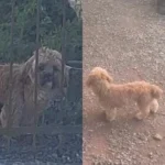 Ajude a encontrar o cãozinho Ted que desapareceu no jardim São Francisco