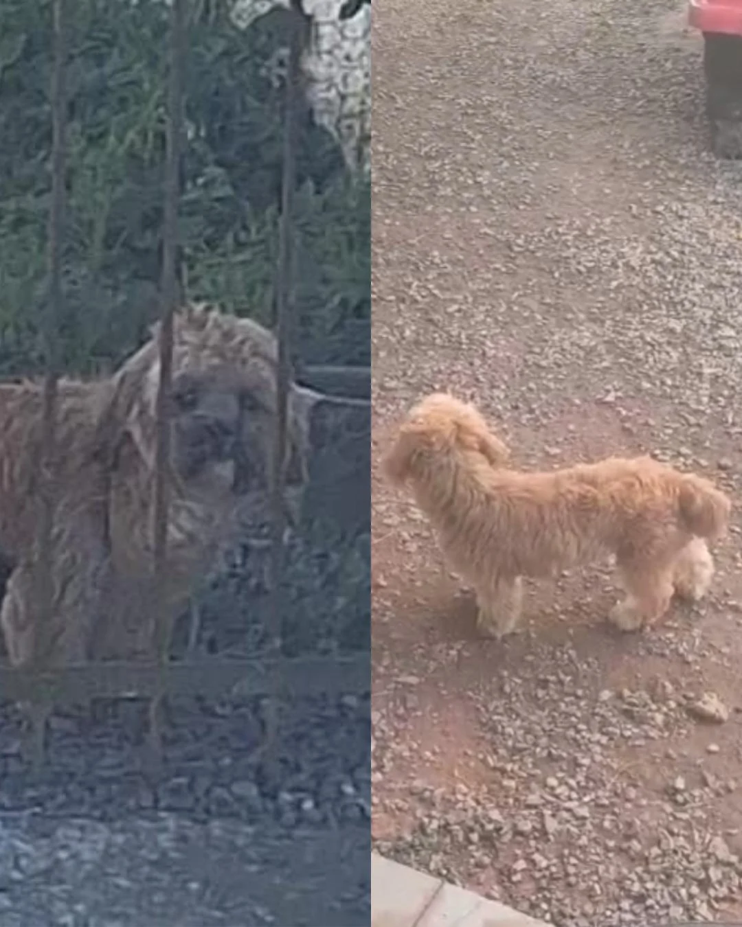 Ajude a encontrar o cãozinho Ted que desapareceu no jardim São Francisco
