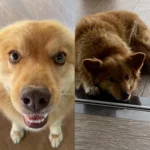 Cachorrinha Badãna desapareceu na região Campo Redondo e tutor pede ajuda para encontrá-la