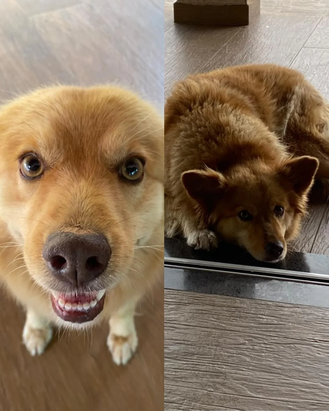 Cachorrinha Badãna desapareceu na região Campo Redondo e tutor pede ajuda para encontrá-la