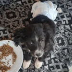 Cachorrinha de três meses precisa de cirurgia após ser atacada e tutores fazem vakinha para pagar tratamento