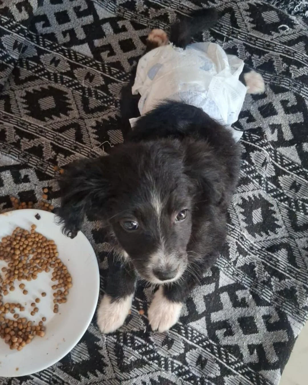 Cachorrinha de três meses precisa de cirurgia após ser atacada e tutores fazem vakinha para pagar tratamento