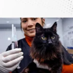 Campanha gratuita imuniza 2.604 cães e gatos em Araucária