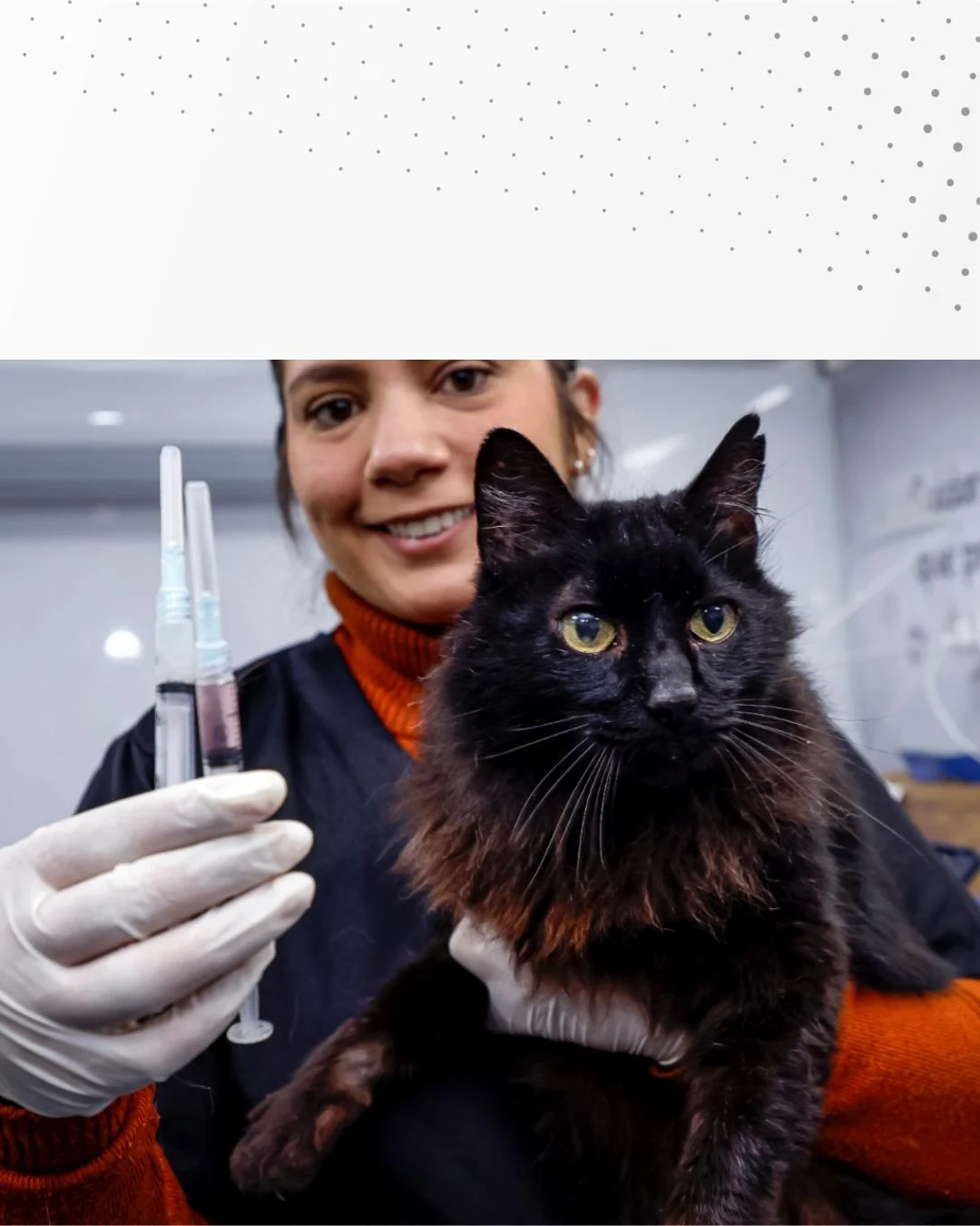 Campanha gratuita imuniza 2.604 cães e gatos em Araucária