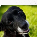 Cãozinho comunitário do Campina das Pedras está à procura de um novo lar