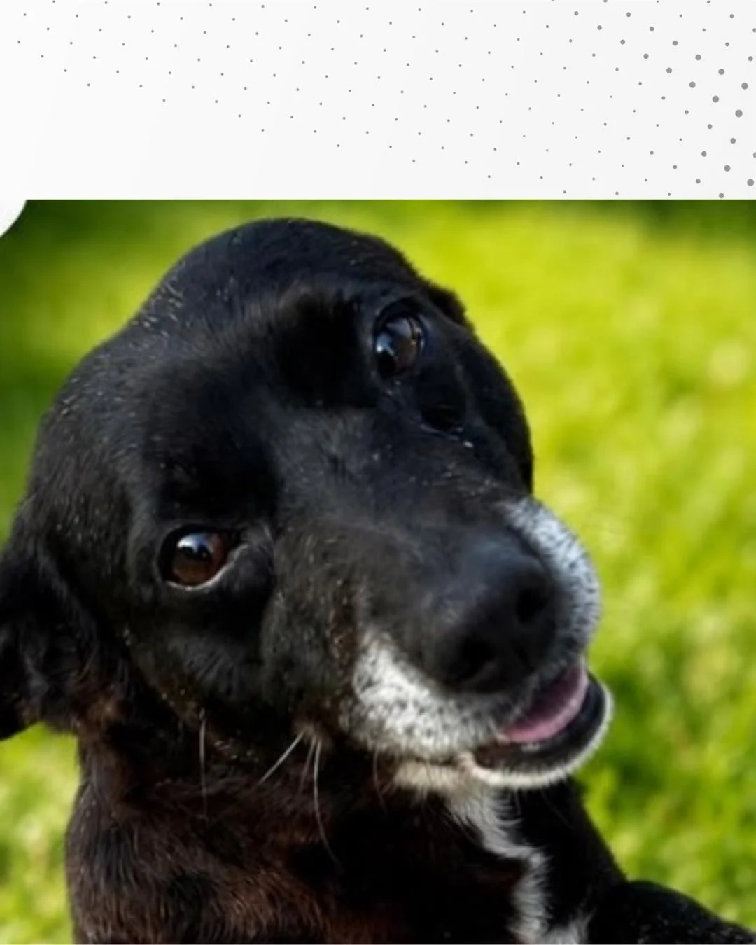 Cãozinho comunitário do Campina das Pedras está à procura de um novo lar