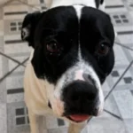 Cãozinho resgatado no Campina da Barra está a procura de um novo lar