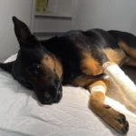 Comerciantes criam rifa solidária para ajudar a pagar o tratamento de cãozinho atropelado
