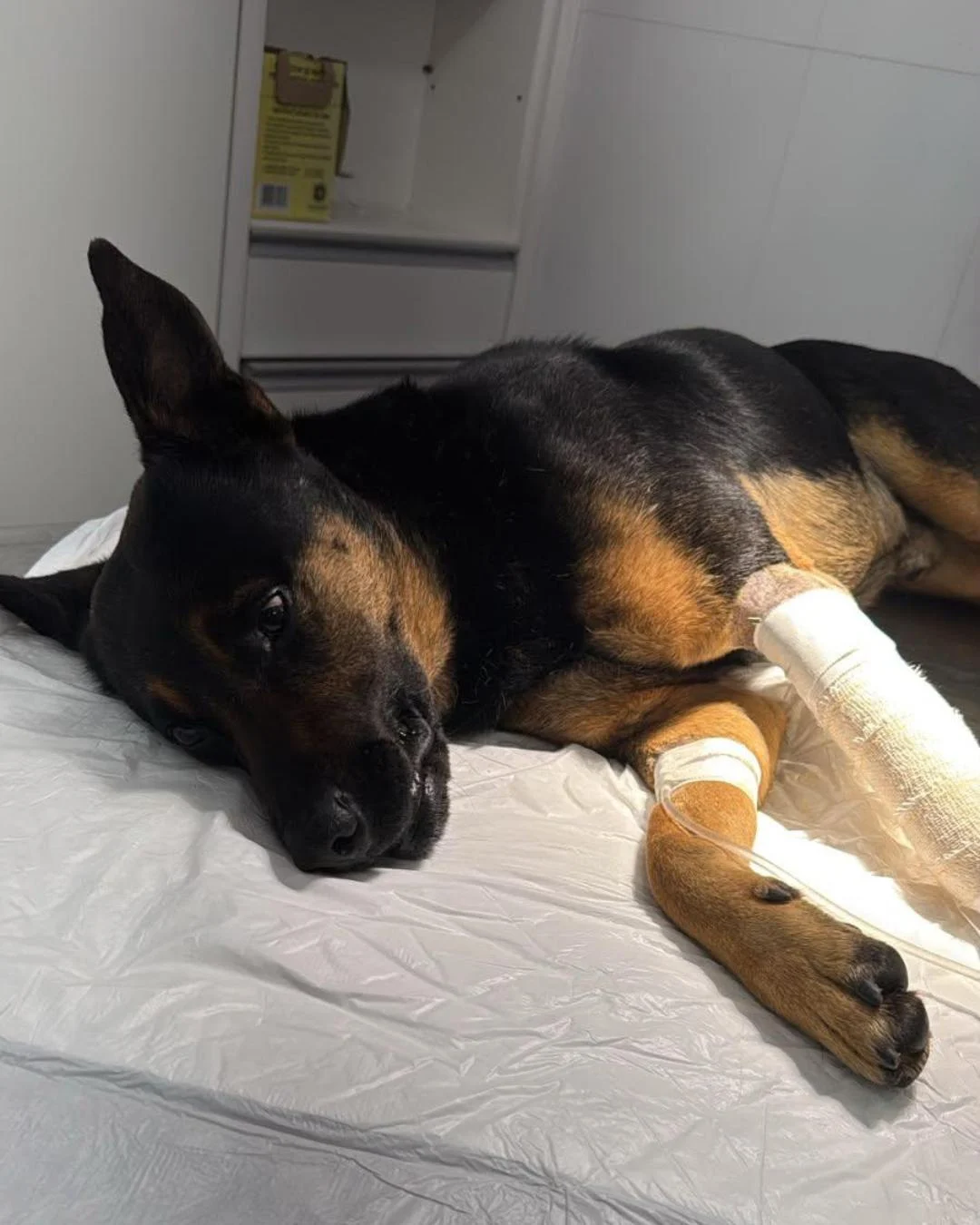 Comerciantes criam rifa solidária para ajudar a pagar o tratamento de cãozinho atropelado