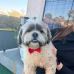Família encontra cachorrinho e pede ajuda para encontrar tutores