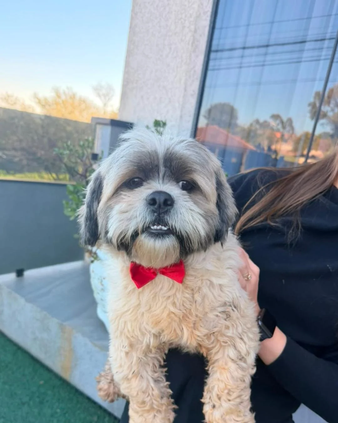 Família encontra cachorrinho e pede ajuda para encontrar tutores