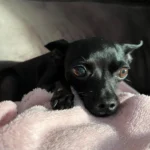 Família pede ajuda para encontrar cachorrinha perdida no Capela Velha
