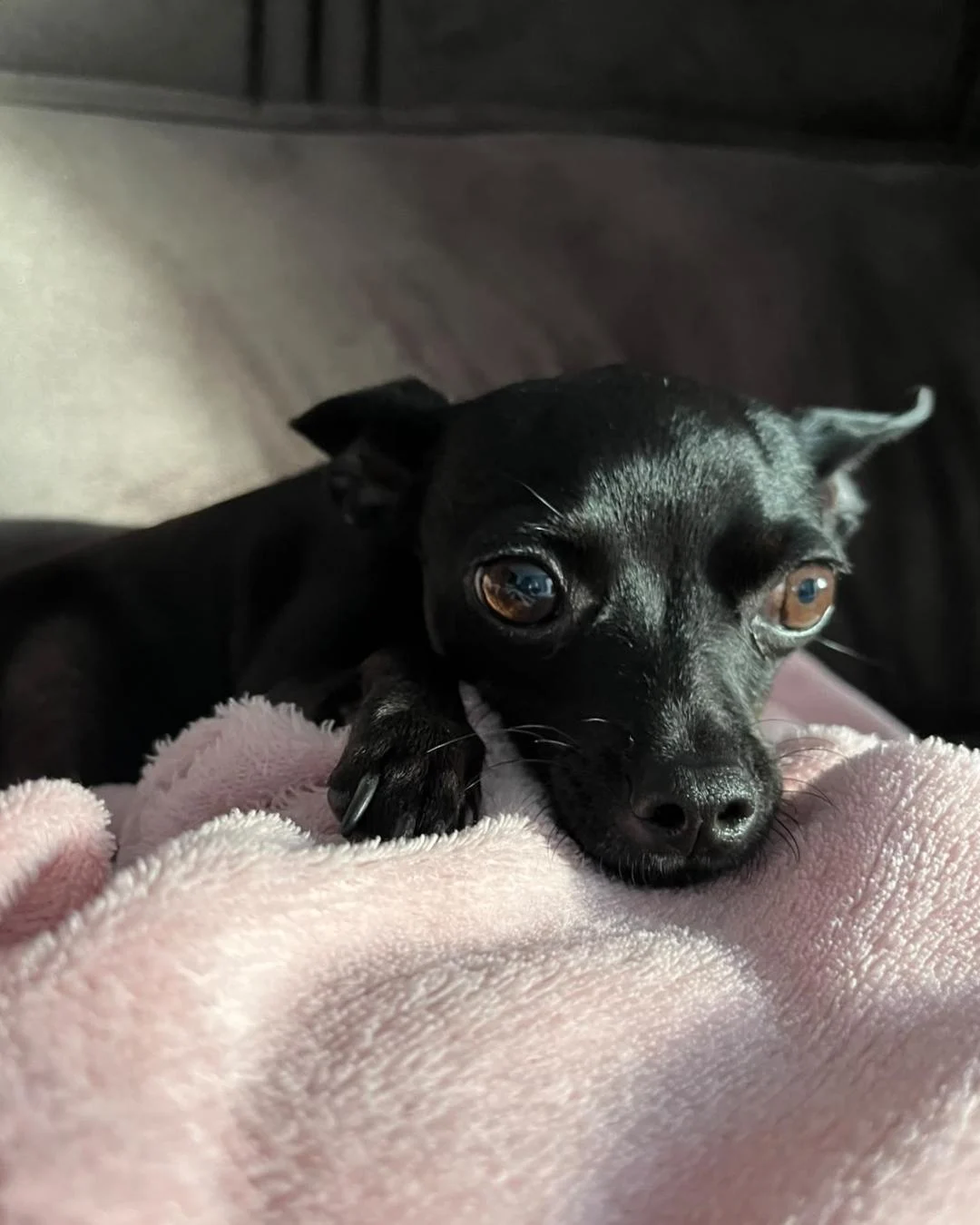Família pede ajuda para encontrar cachorrinha perdida no Capela Velha