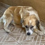 Família pede ajuda para encontrar cachorrinho Logan