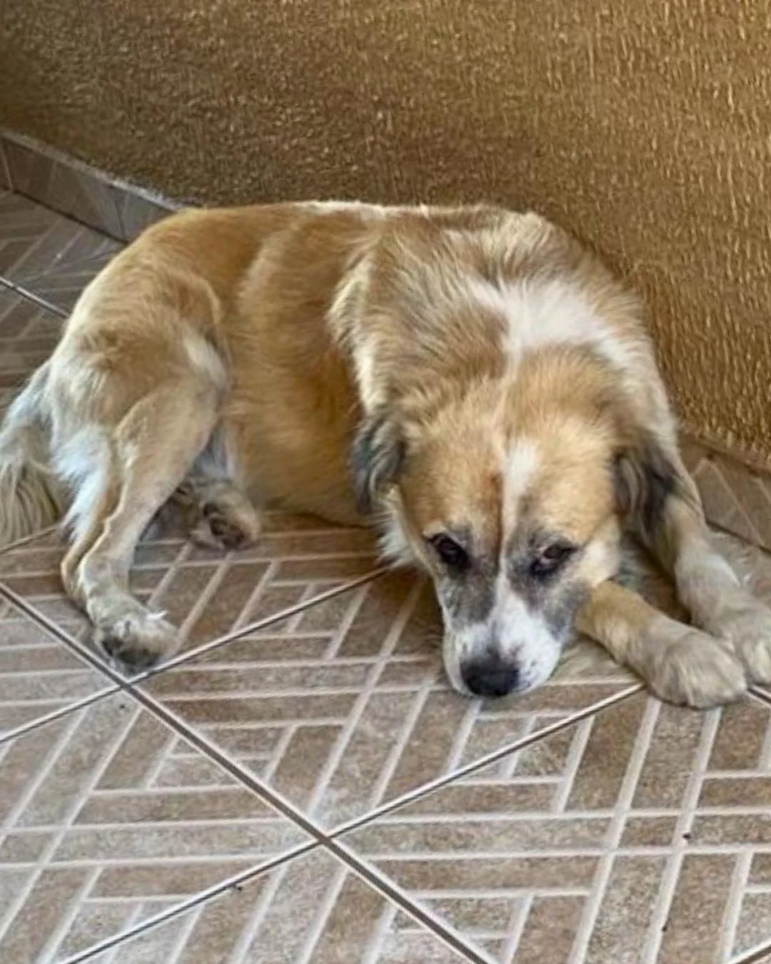 Família pede ajuda para encontrar cachorrinho Logan