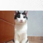 Família pede ajuda para encontrar gatinha Yumi que desapareceu no Capela Velha