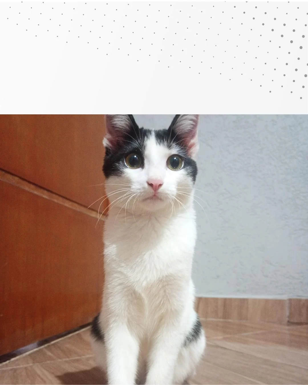 Família pede ajuda para encontrar gatinha Yumi que desapareceu no Capela Velha